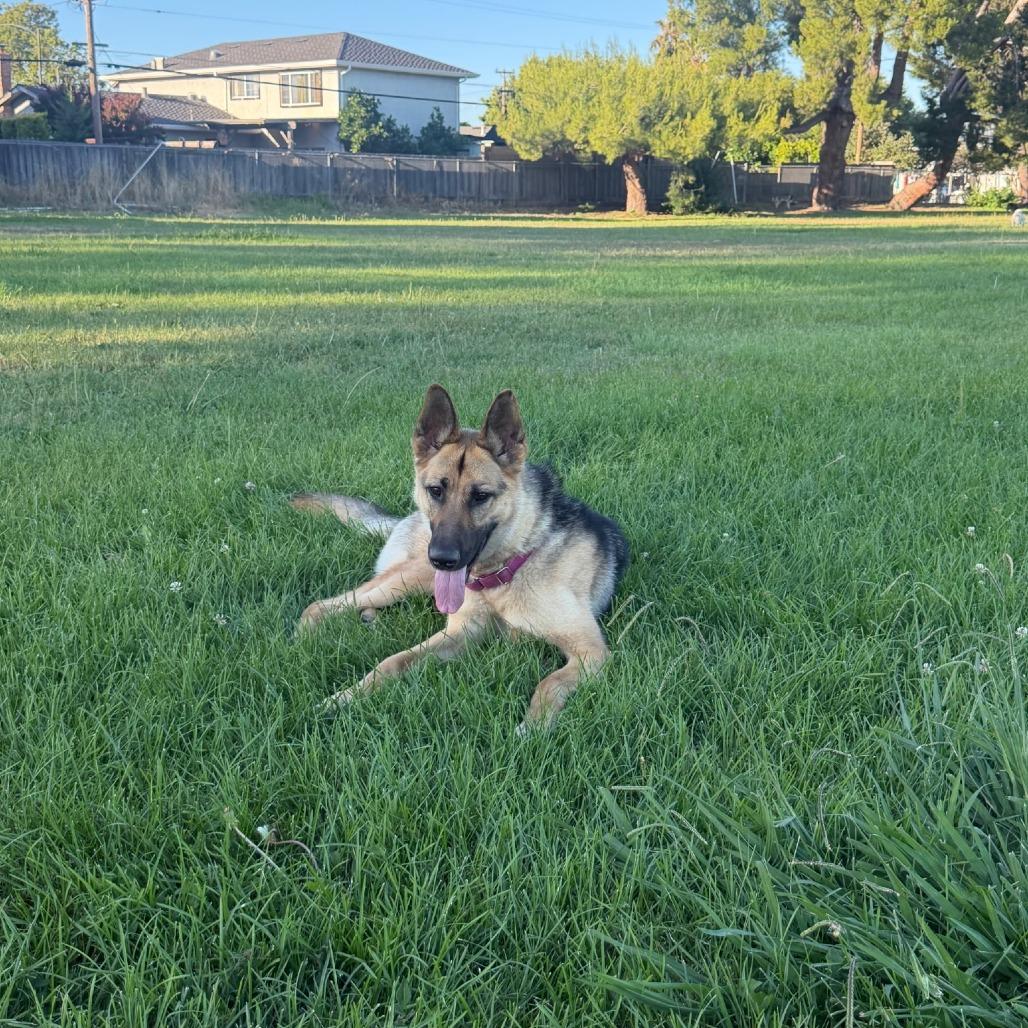 Teegan, a Adoptable German Shepherd Dog in Vallejo, CA image 2/6