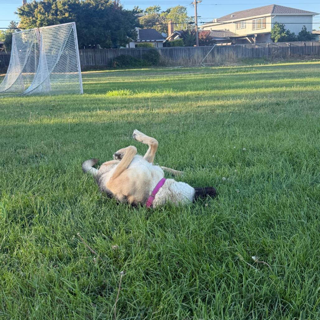 Teegan, a Adoptable German Shepherd Dog in Vallejo, CA image 3/6
