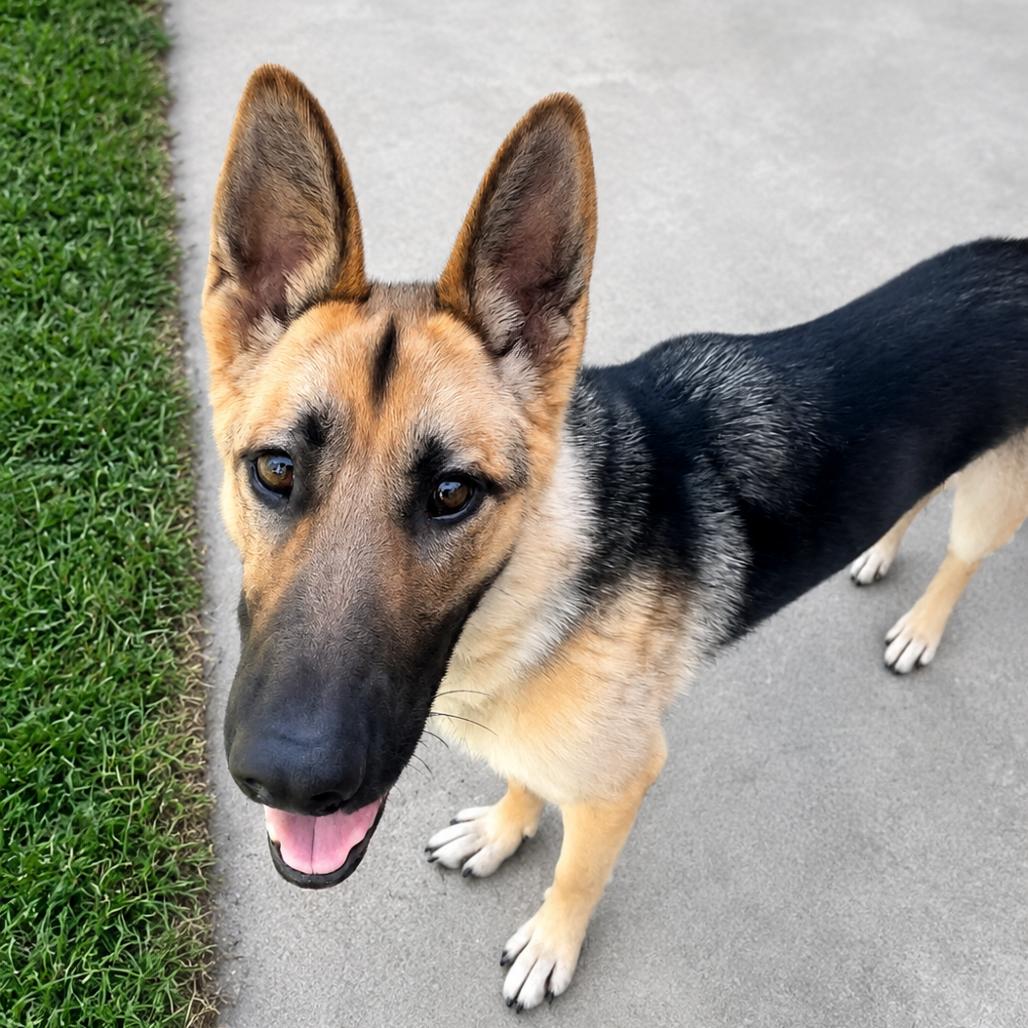Teegan, a Adoptable German Shepherd Dog in Vallejo, CA image 4/6