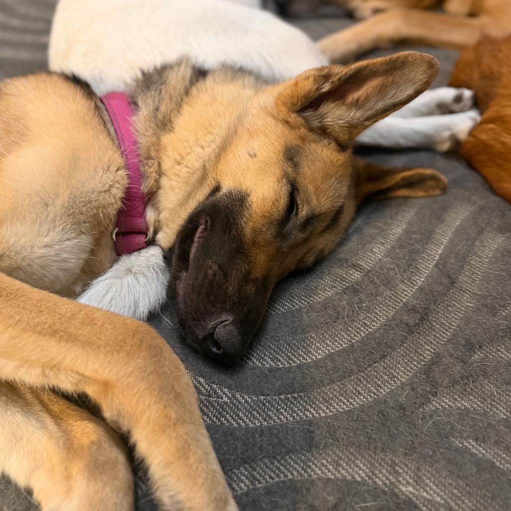 Teegan, a Adoptable German Shepherd Dog in Vallejo, CA image 5/6