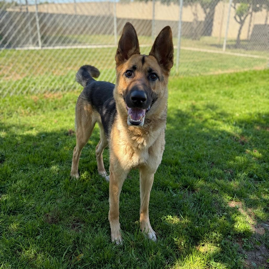 Teegan, a Adoptable German Shepherd Dog in Vallejo, CA image 6/6