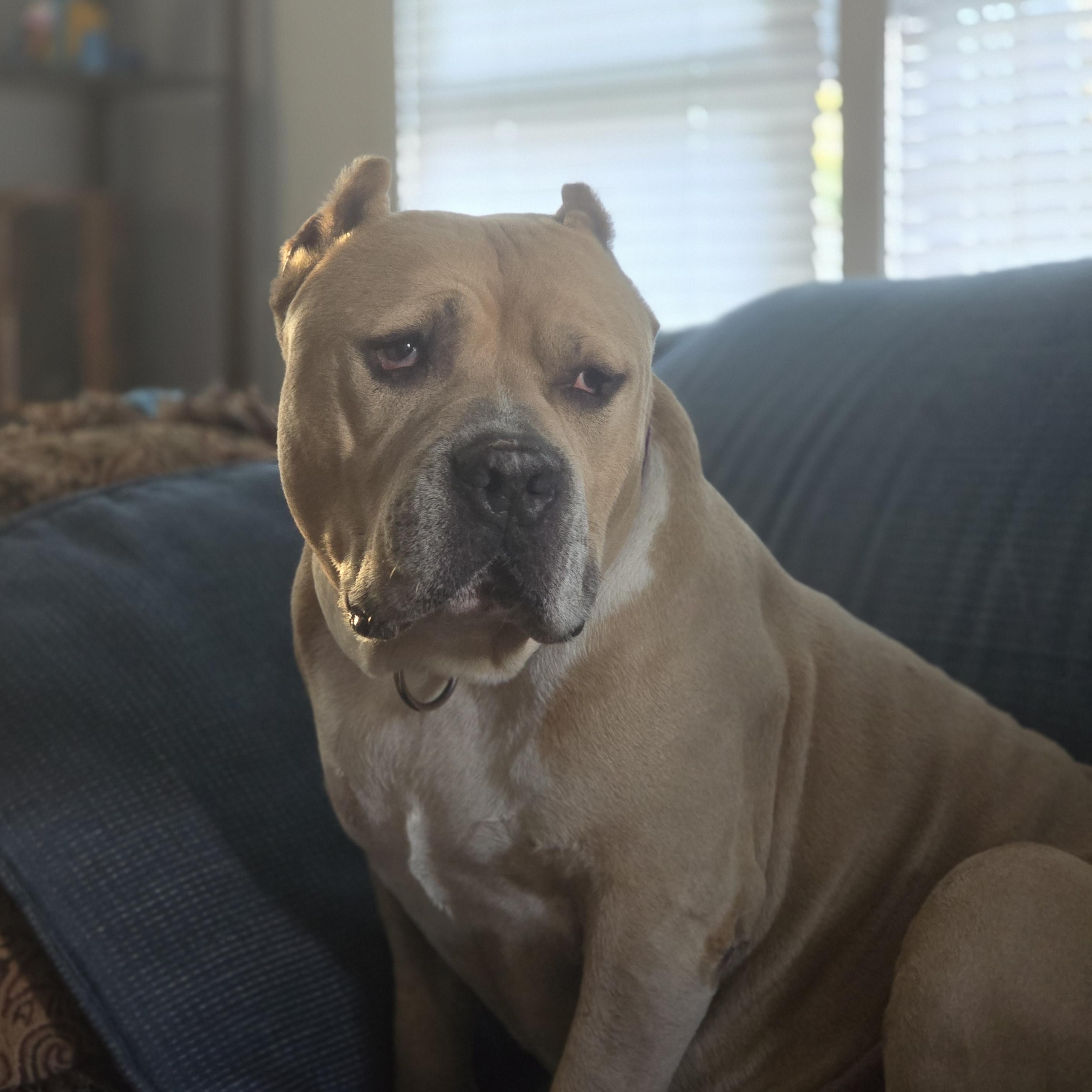 Wilson, a Adoptable Pit Bull Terrier in Westchester, IL image 1/4