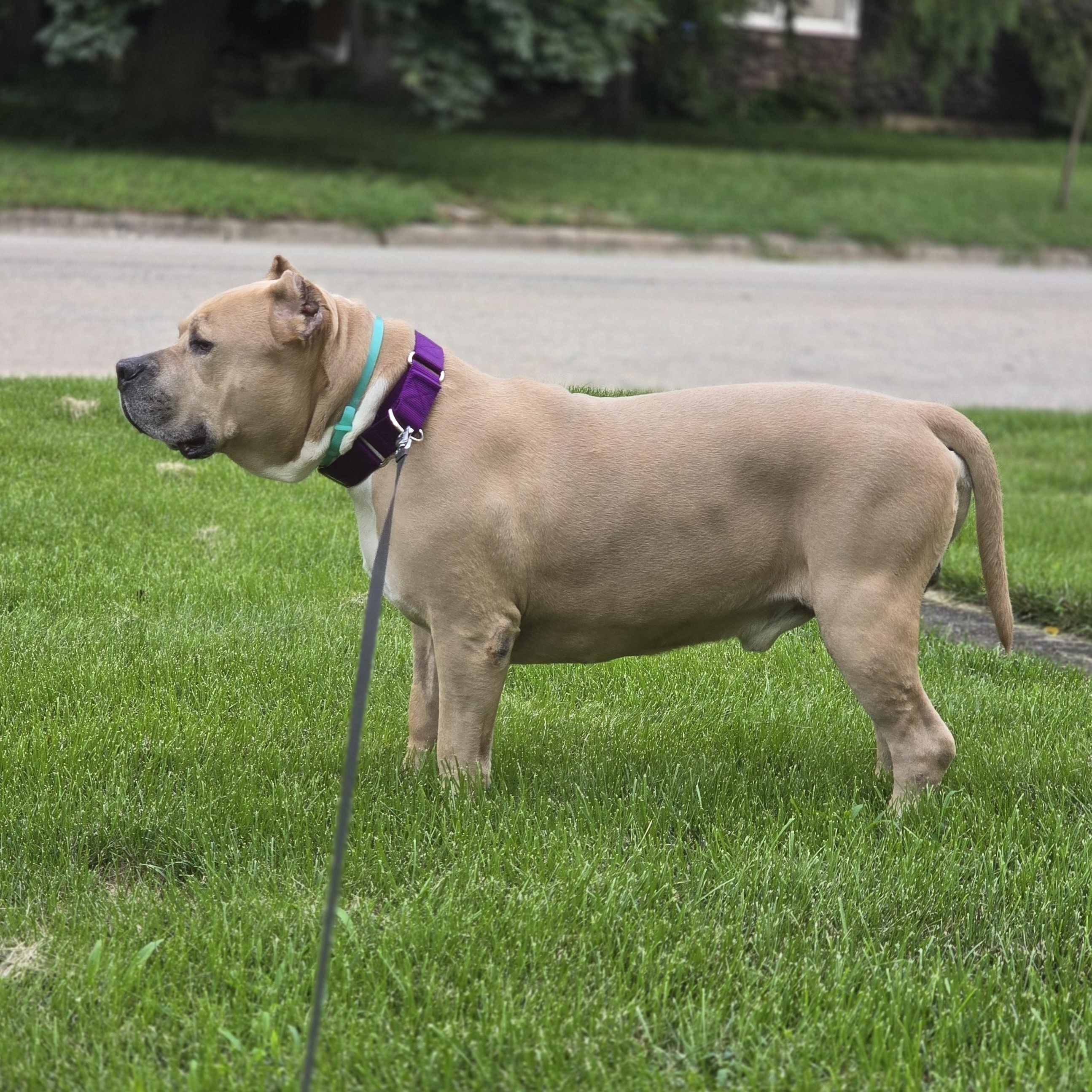 Wilson, a Adoptable Pit Bull Terrier in Westchester, IL image 3/4