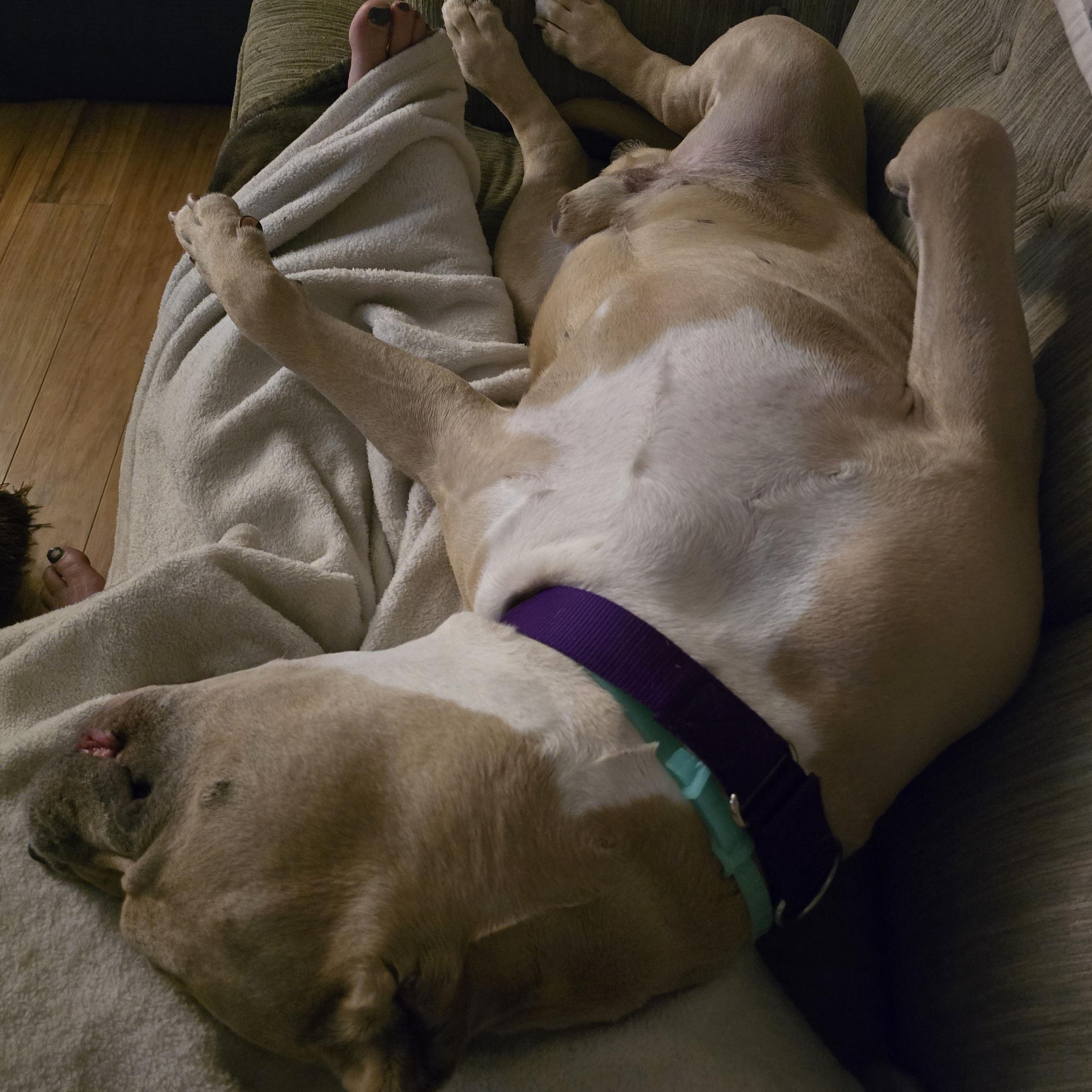 Wilson, a Adoptable Pit Bull Terrier in Westchester, IL image 4/4