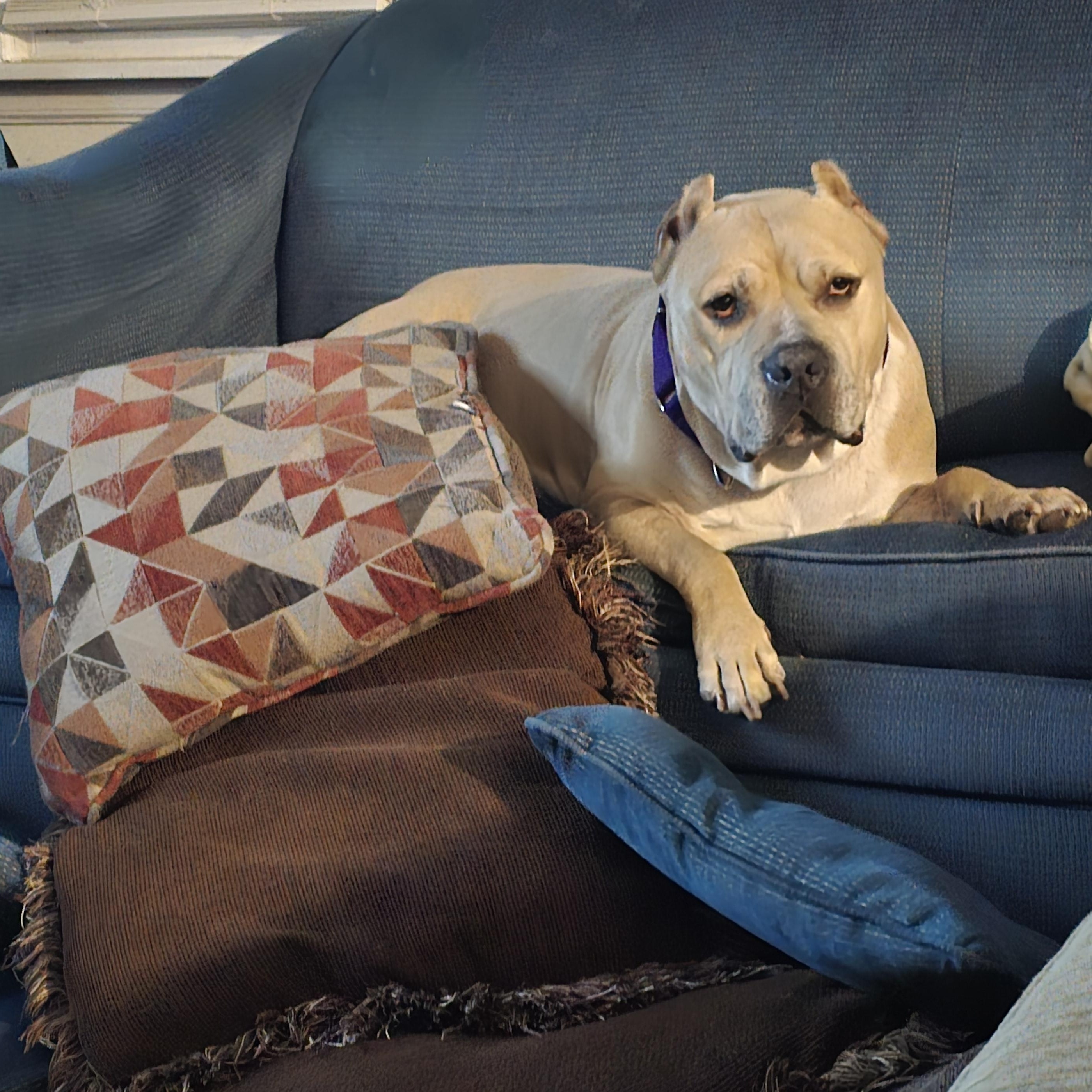 Wilson, a Adoptable Pit Bull Terrier in Westchester, IL image 2/4