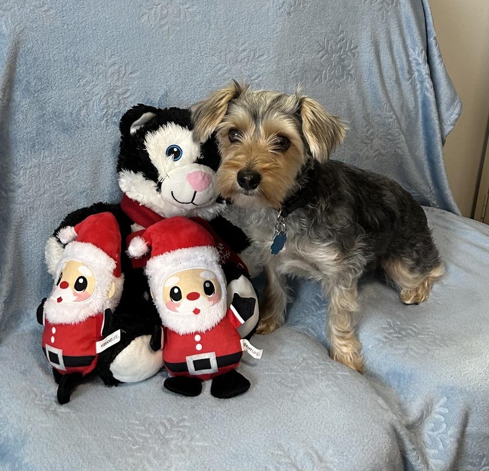 Enlarge Axel, a Adoptable Yorkshire Terrier in Cedartown, GA image 1/1