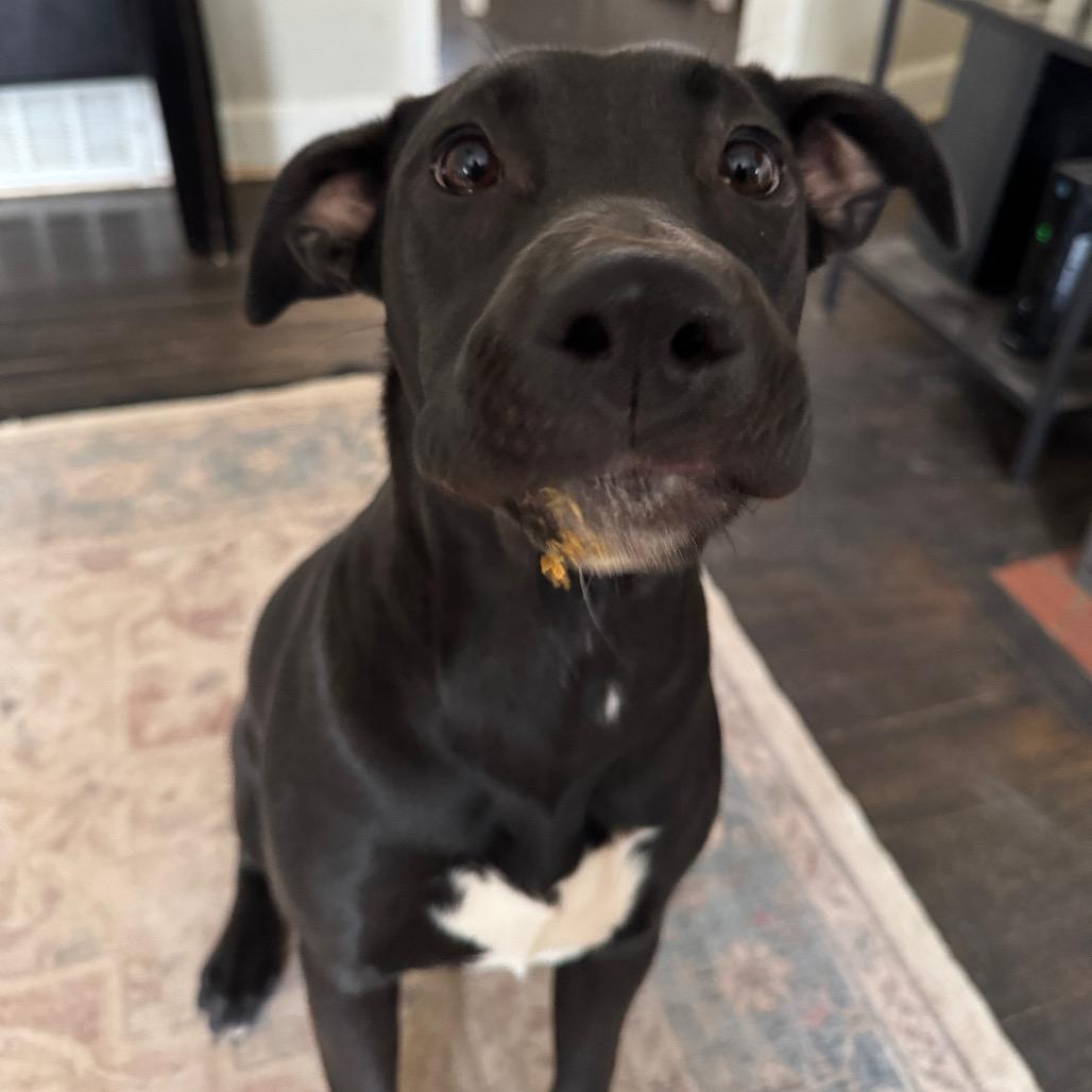 Enlarge Thea, a Adoptable mixed breed in Summerfield, NC image 1/6