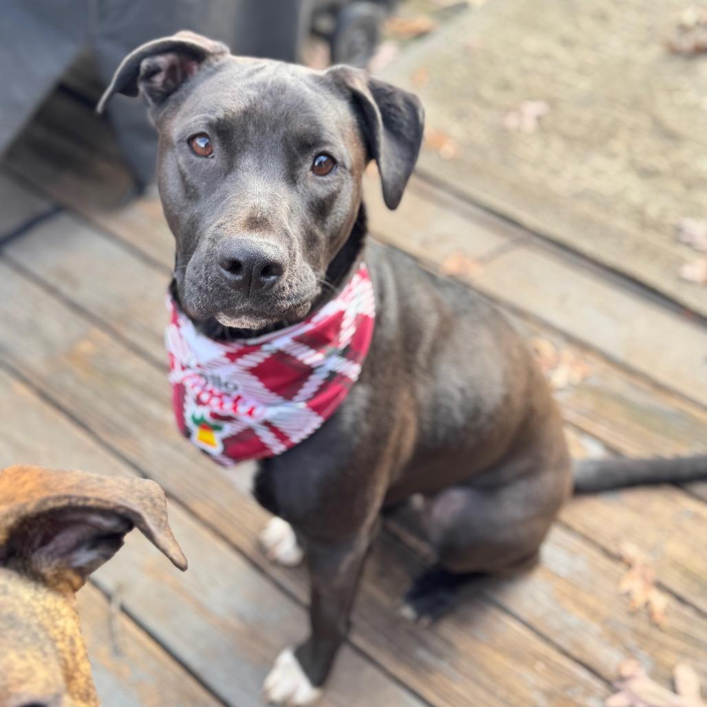 Enlarge Thea, a Adoptable mixed breed in Summerfield, NC image 2/6