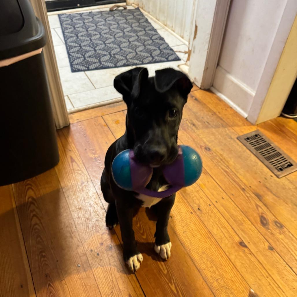 Enlarge Thea, a Adoptable mixed breed in Summerfield, NC image 3/6