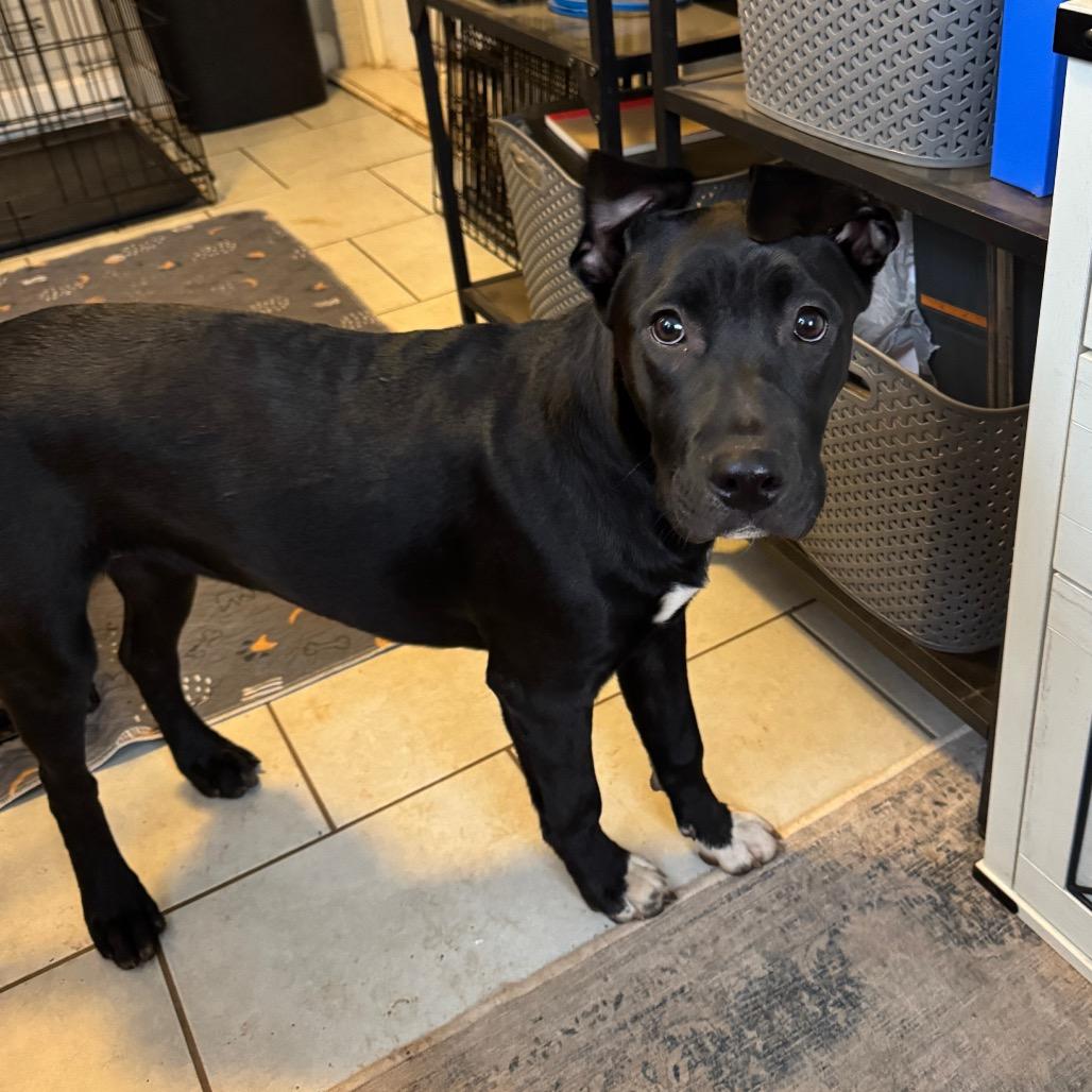 Enlarge Thea, a Adoptable mixed breed in Summerfield, NC image 4/6