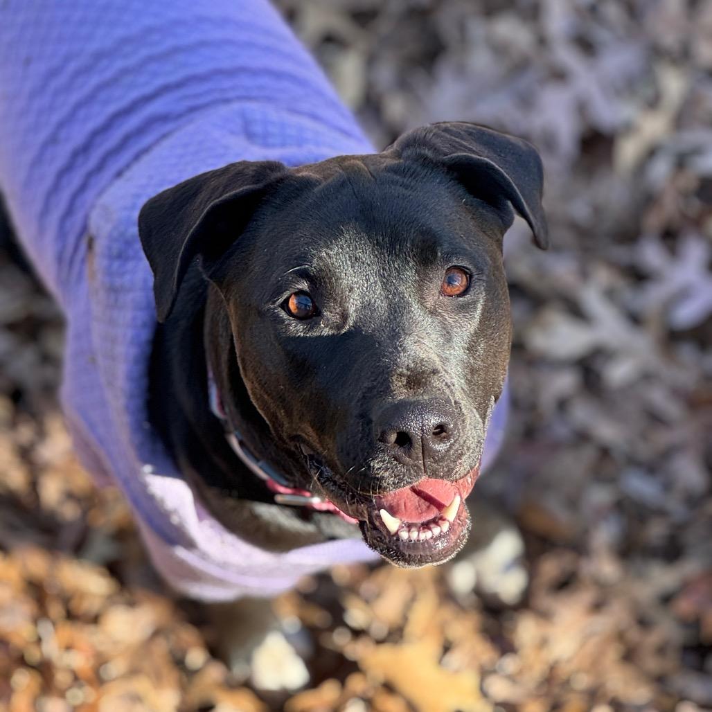Enlarge Thea, a Adoptable mixed breed in Summerfield, NC image 5/6