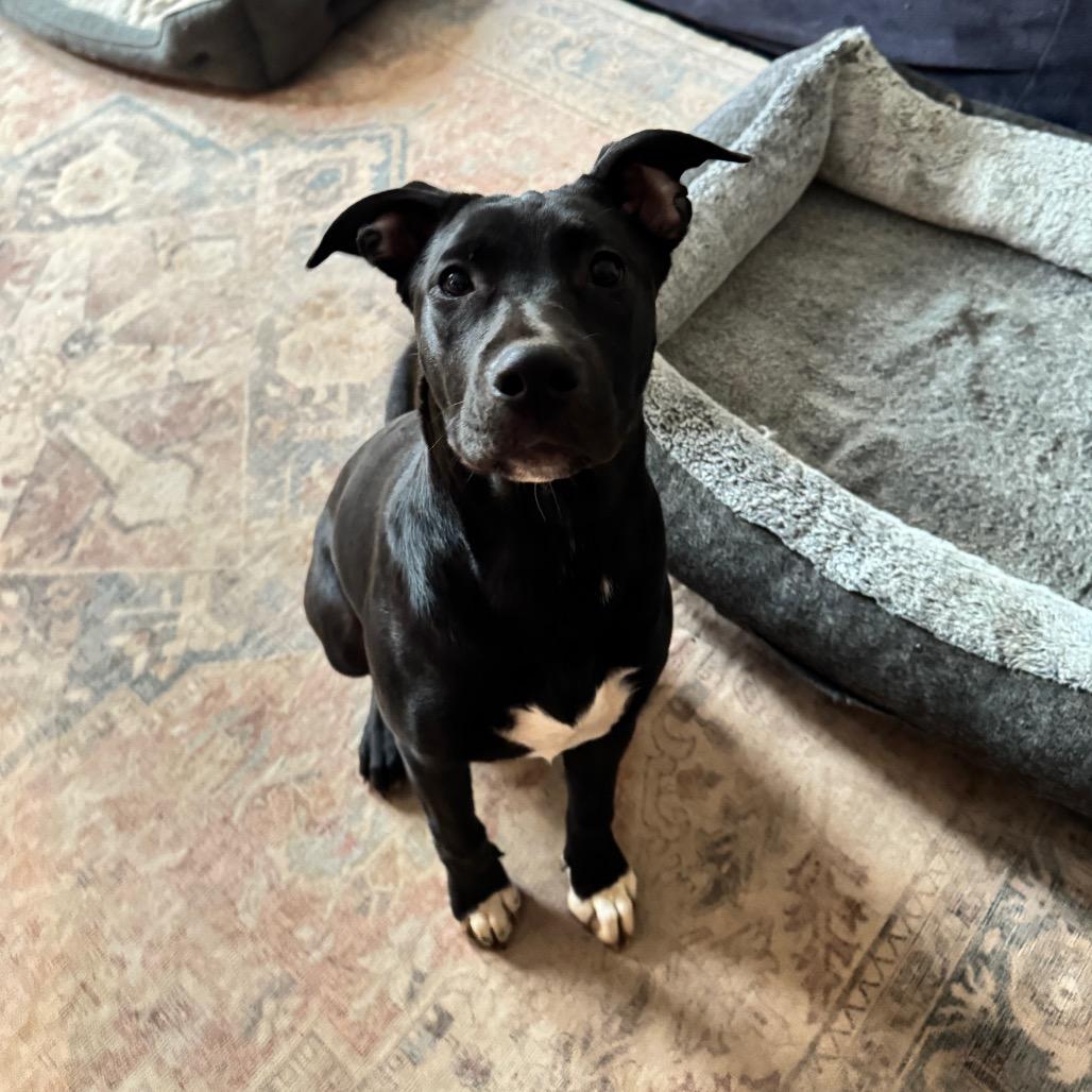 Enlarge Thea, a Adoptable mixed breed in Summerfield, NC image 5/6