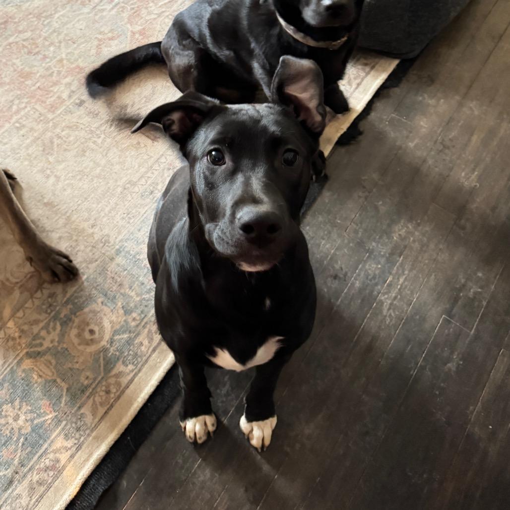 Enlarge Thea, a Adoptable mixed breed in Summerfield, NC image 6/6