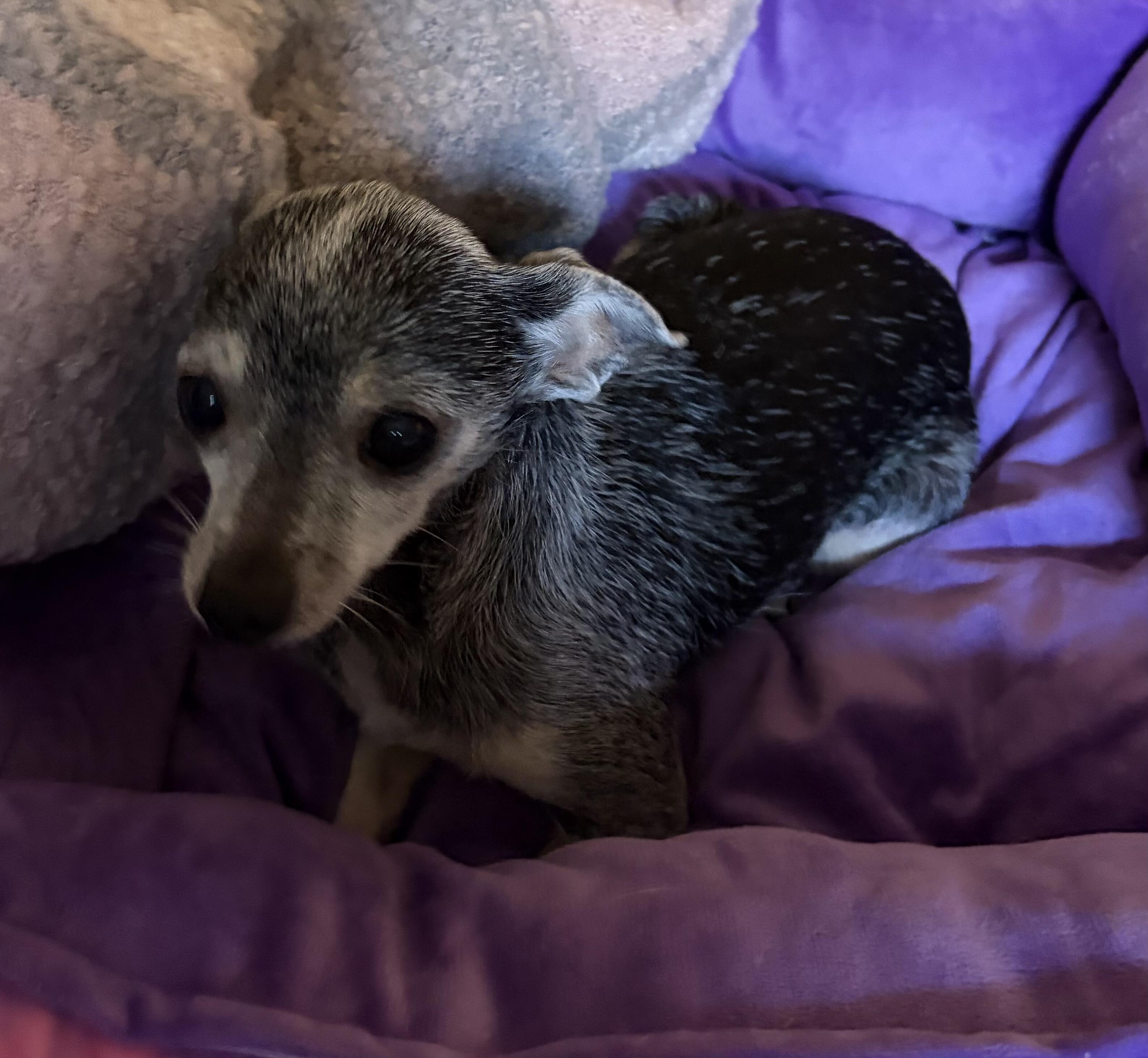 Enlarge Luanna, a Adoptable mixed breed in Albuquerque, NM image 1/1