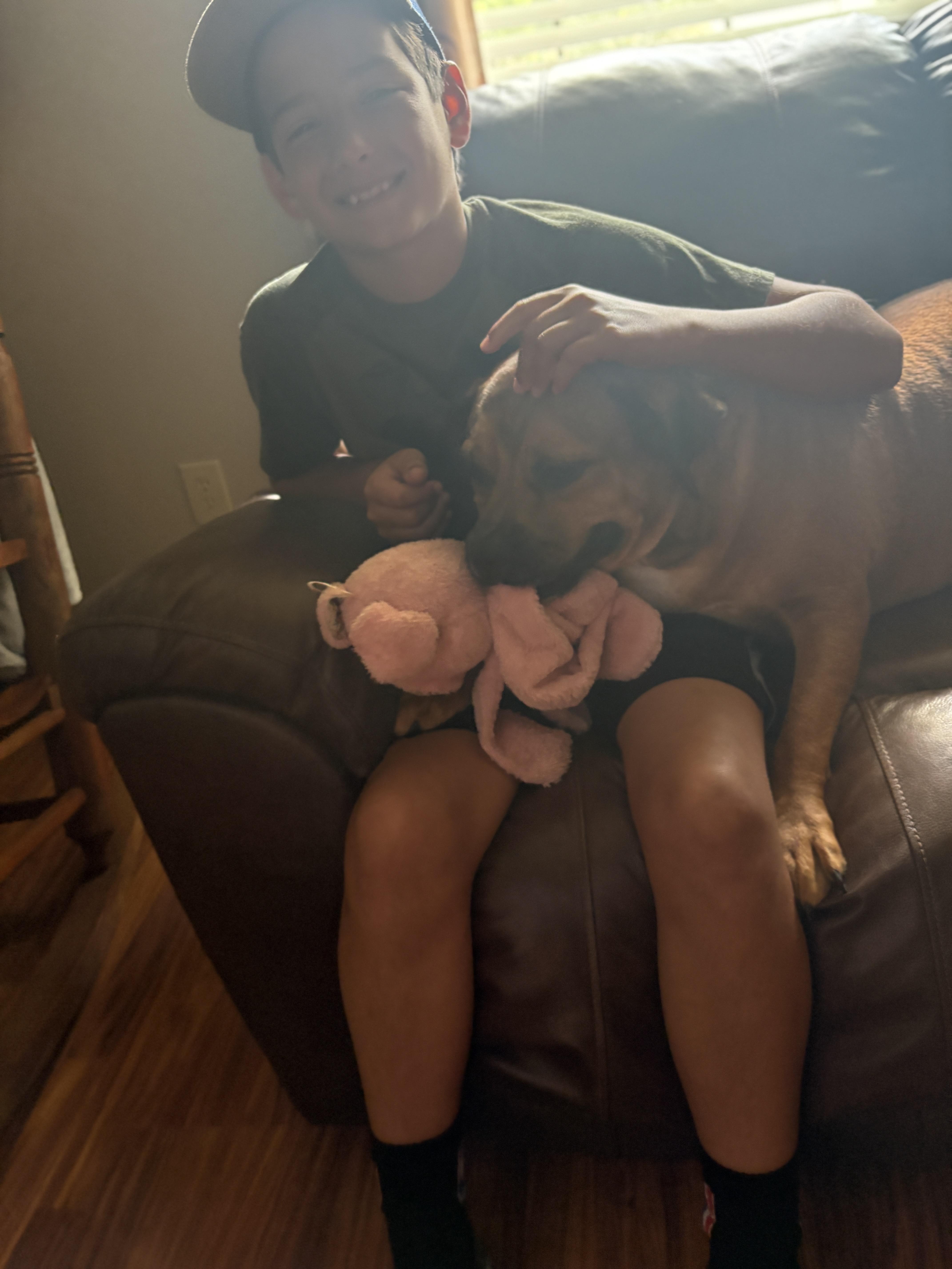 Willie, Adoptable, Adult Male Boxer.