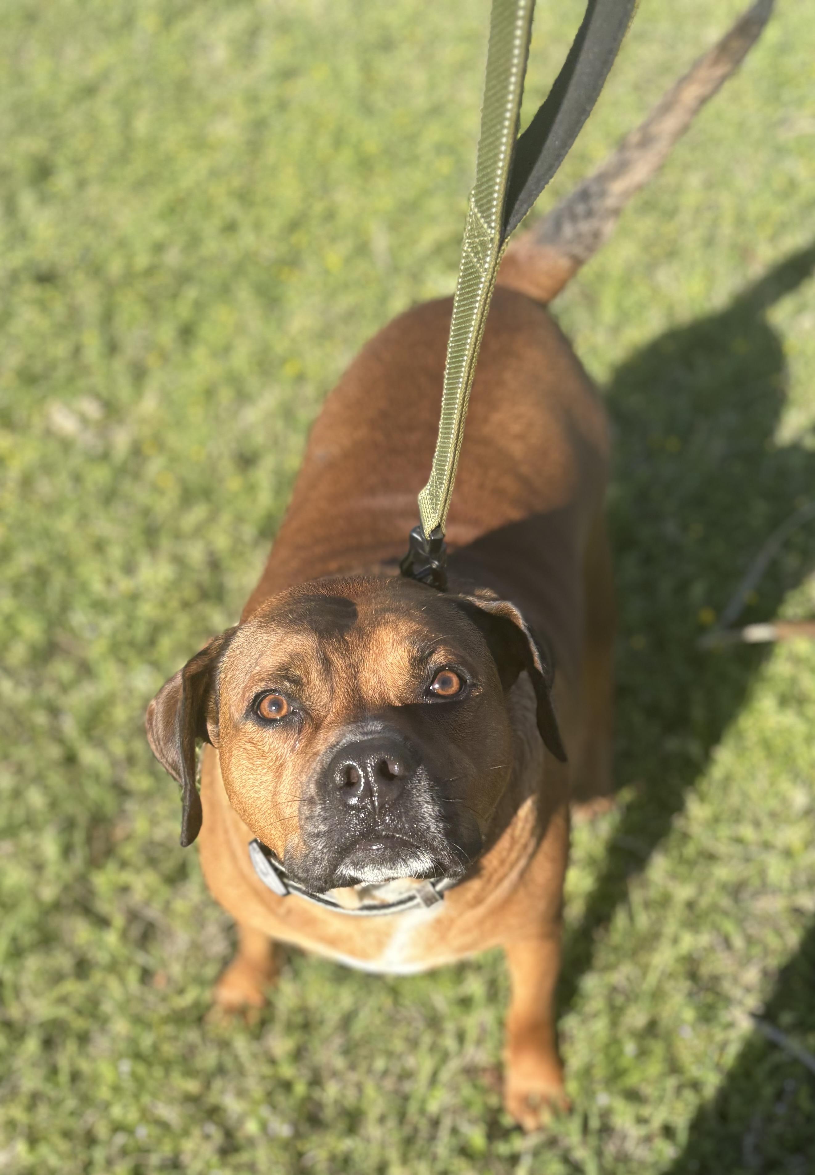 Willie, a Adoptable mixed breed in Ball, LA image 5/5