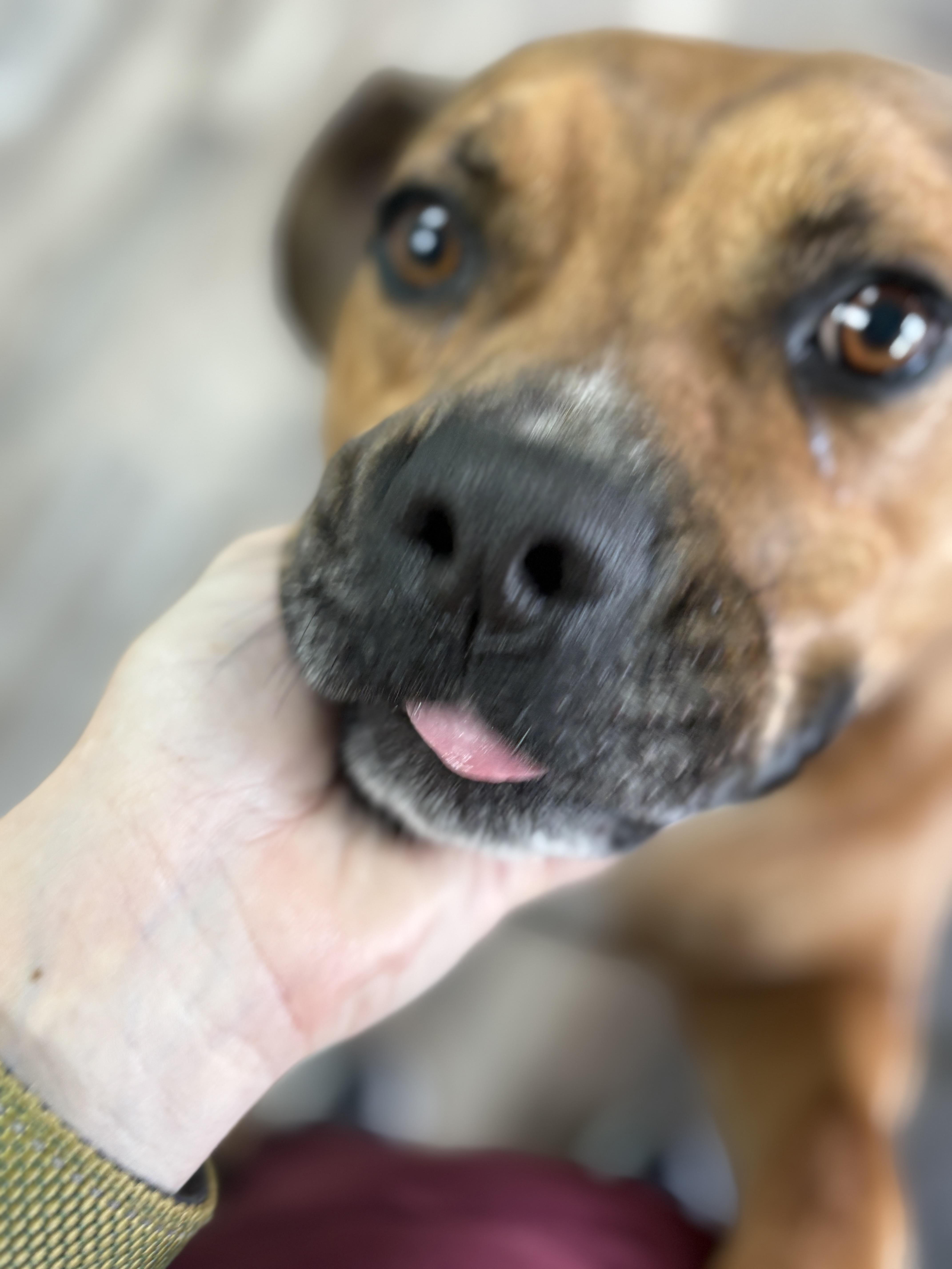 Enlarge Willie, a Adoptable mixed breed in Ball, LA image 6/6