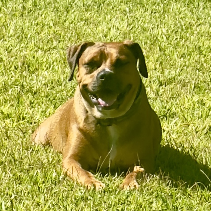 Willie, Adoptable, Adult Male Boxer.