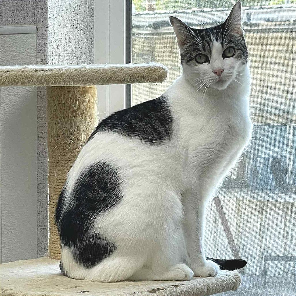 Olive, a Adoptable Domestic Short Hair in St. Helena, CA image 1/6