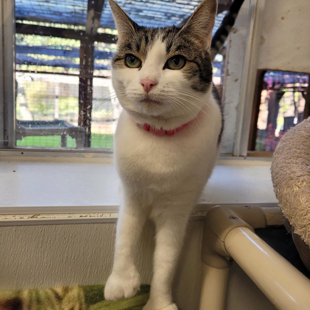 Enlarge Olive, a Adoptable Domestic Short Hair in St. Helena, CA image 2/6