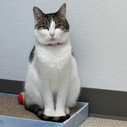 Olive, a Adoptable Domestic Short Hair in St. Helena, CA image 2/6