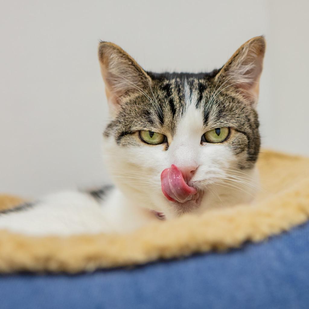Olive, a Adoptable Domestic Short Hair in St. Helena, CA image 6/6