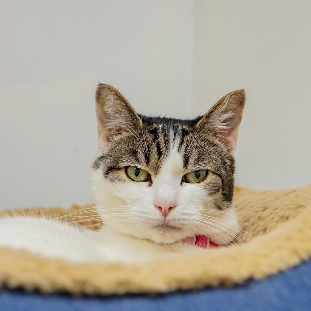 Enlarge Olive, a Adoptable Domestic Short Hair in St. Helena, CA image 6/6