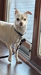 Chihuahua - Rocco, Adoptable, Adult Male Chihuahua.