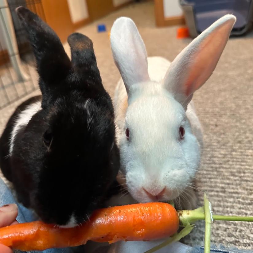 Enlarge Bassoon & Cymbal - We're a bonded pair!, a Adoptable American in Chicago, IL image 1/4