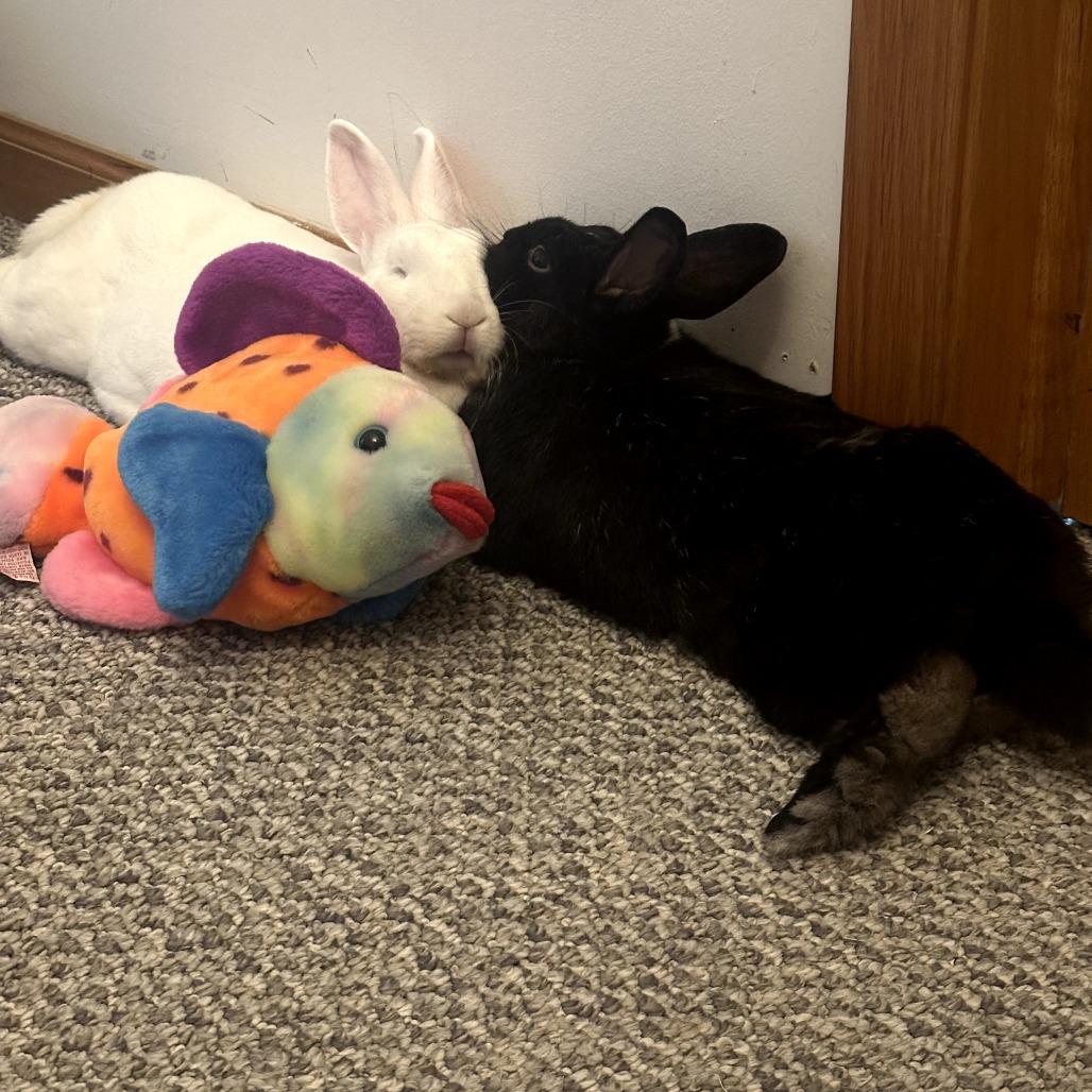 Bassoon & Cymbal - We're a bonded pair!, a Adoptable American in Chicago, IL image 2/6