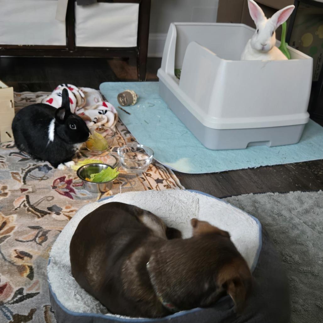 Bassoon & Cymbal - We're a bonded pair!, a Adoptable American in Chicago, IL image 4/6