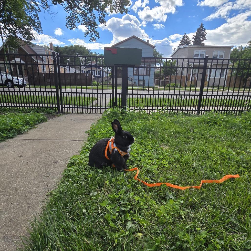 Enlarge Bassoon & Cymbal - We're a bonded pair!, a Adoptable American in Chicago, IL image 4/6