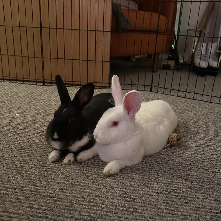 Enlarge Bassoon & Cymbal - We're a bonded pair!, a Adoptable American in Chicago, IL image 2/4