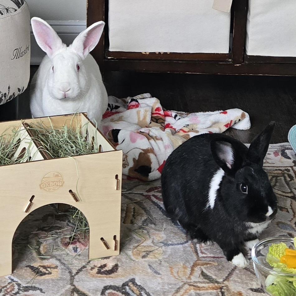 Bassoon & Cymbal - We're a bonded pair!, a Adoptable American in Chicago, IL image 5/6