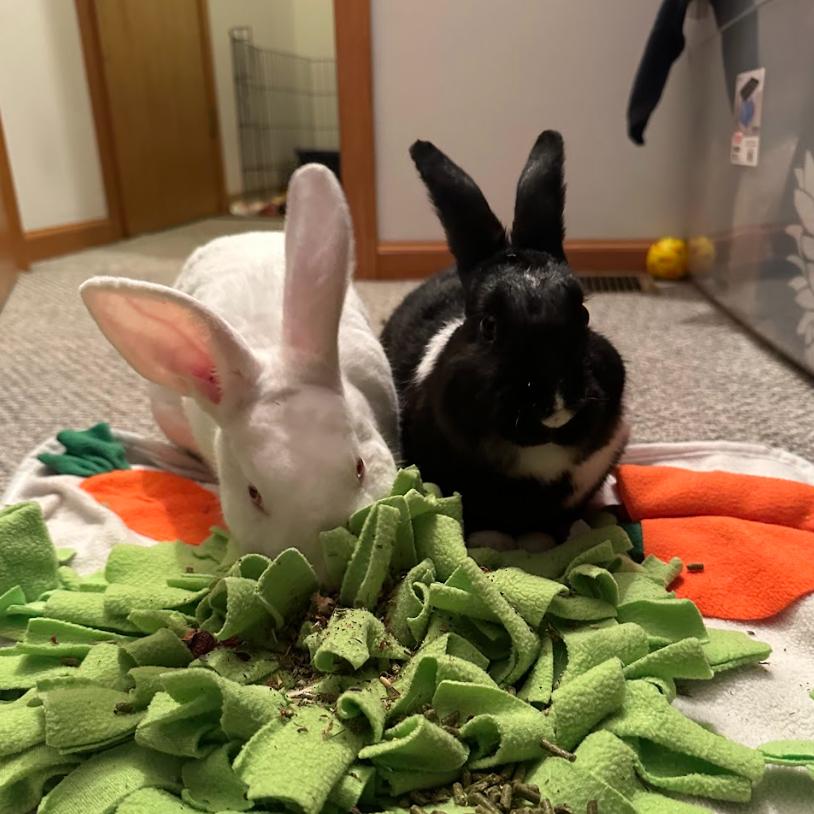 Enlarge Bassoon & Cymbal - We're a bonded pair!, a Adoptable American in Chicago, IL image 3/4