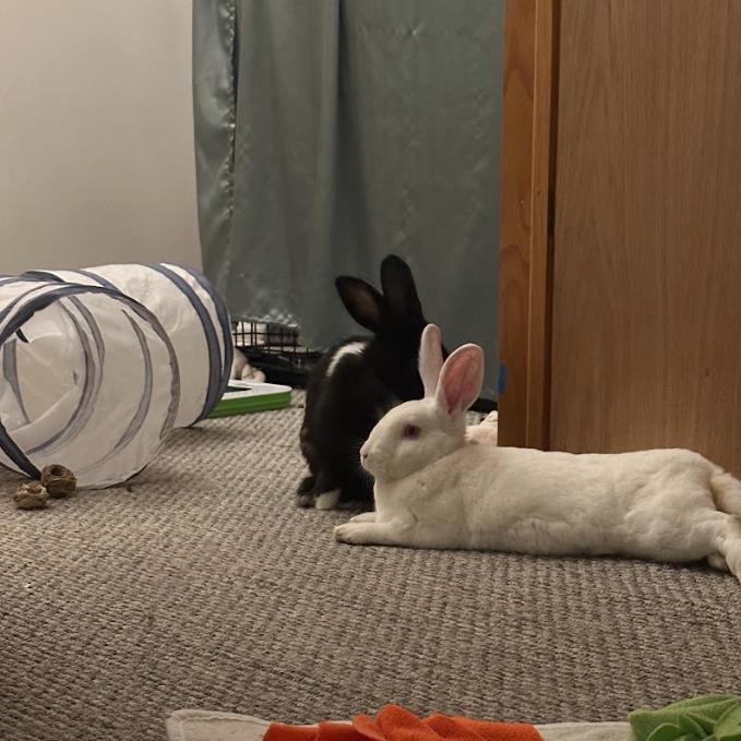 Enlarge Bassoon & Cymbal - We're a bonded pair!, a Adoptable American in Chicago, IL image 4/4