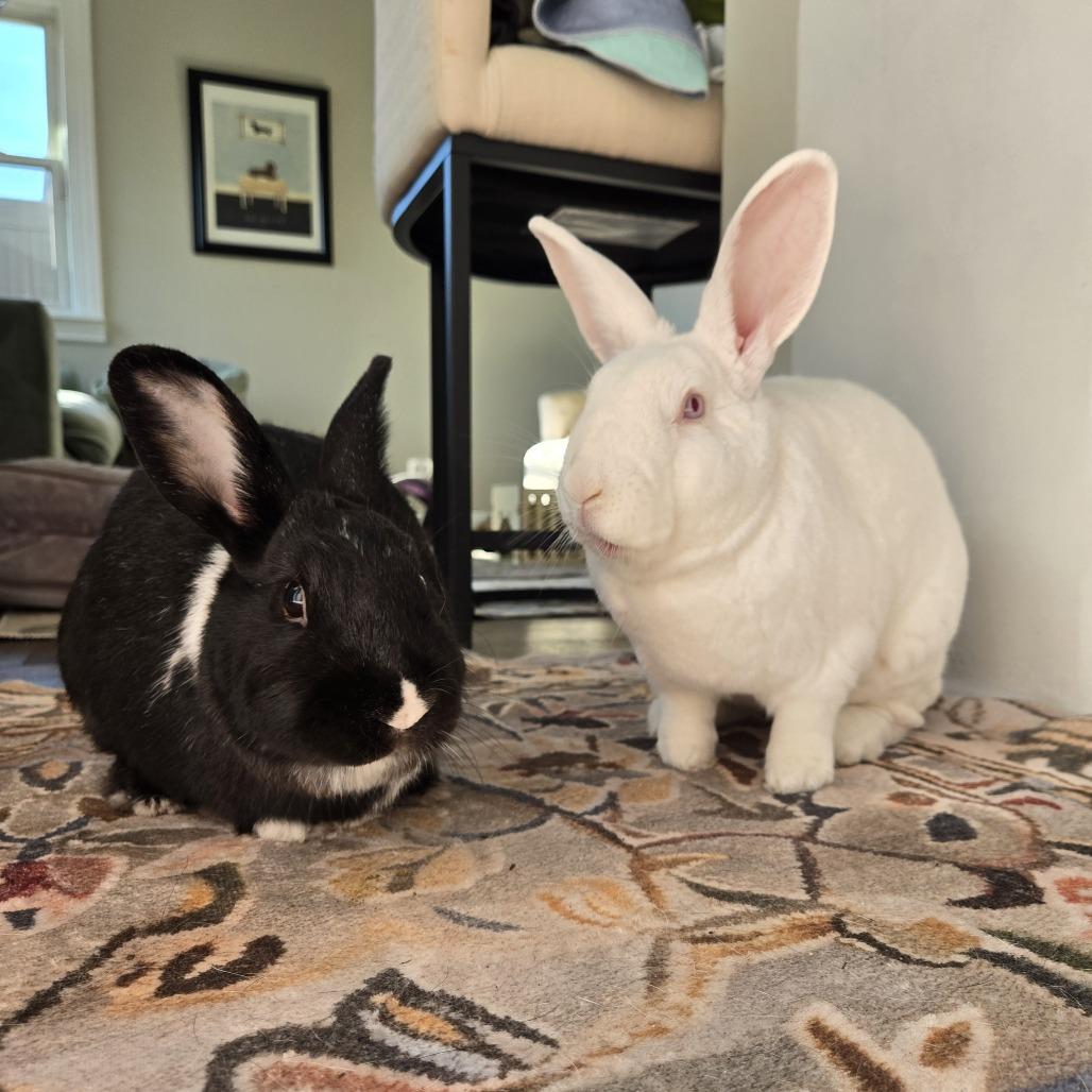 Bassoon & Cymbal - We're a bonded pair!, a Adoptable American in Chicago, IL image 6/6