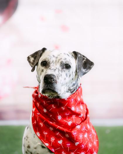 Pierce — thumbnail 2