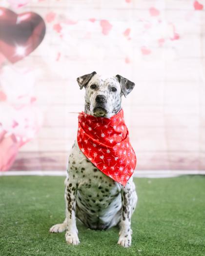 Pierce — thumbnail 3