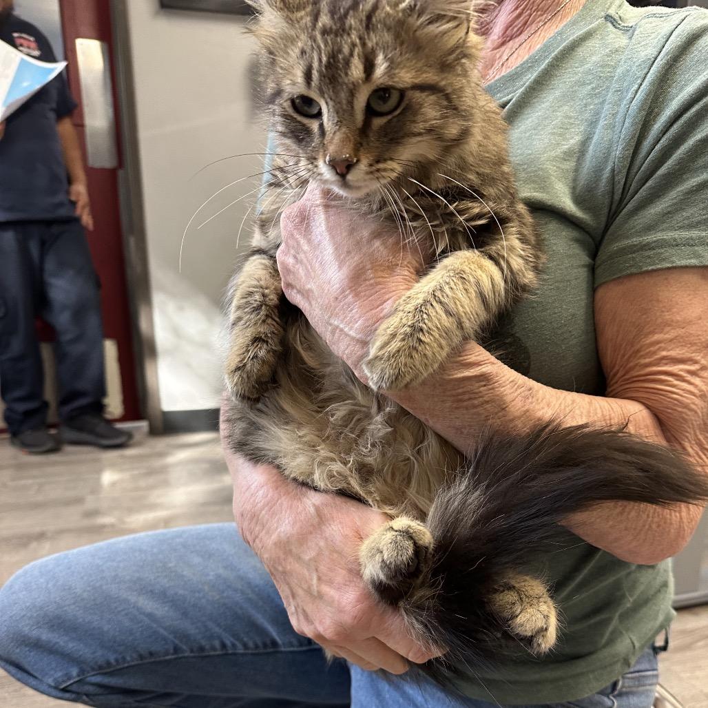 Algernon, Adoptable, Kitten Male Domestic Medium Hair.