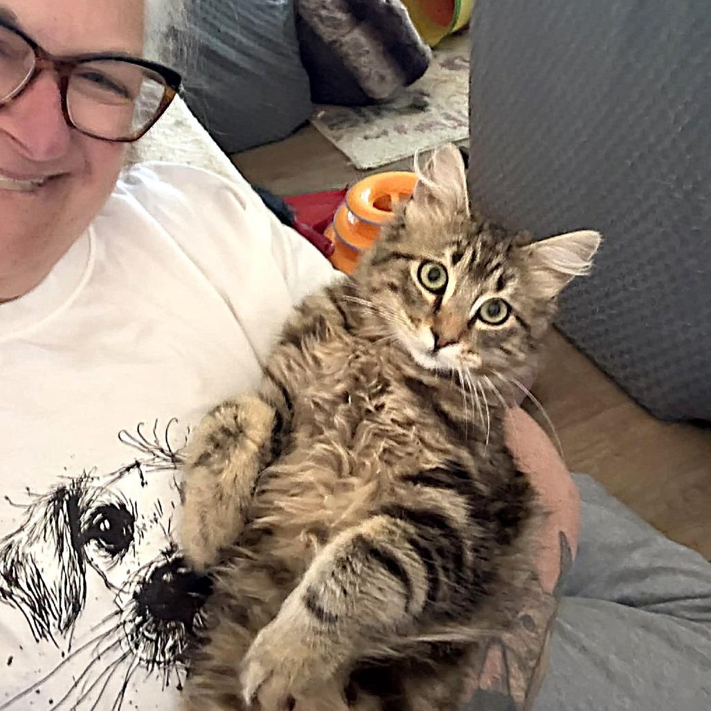 Enlarge Algernon, a Adoptable Domestic Medium Hair in Escondido, CA image 2/6