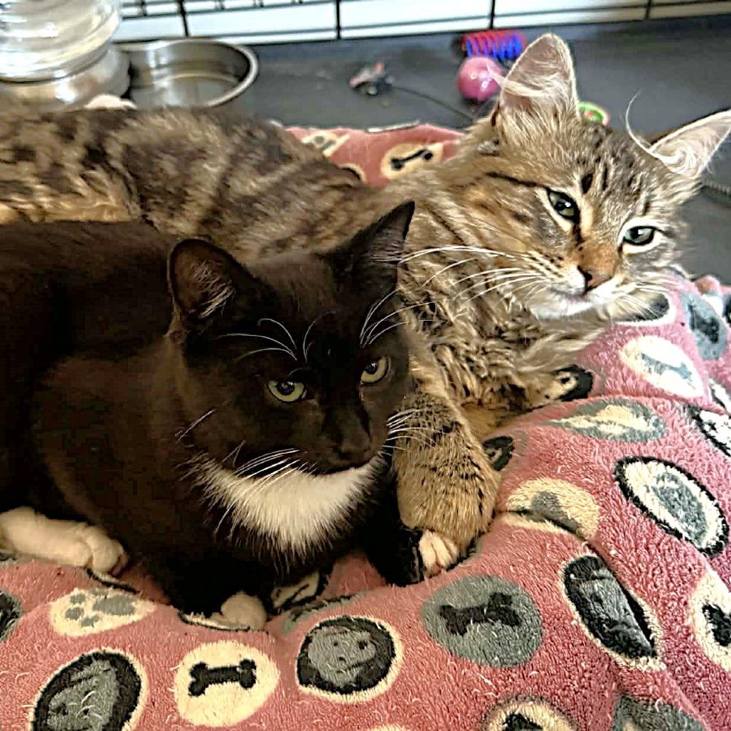 Enlarge Algernon, a Adoptable Domestic Medium Hair in Escondido, CA image 3/6