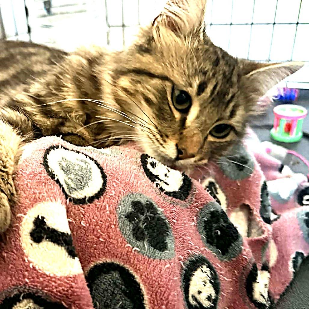 Enlarge Algernon, a Adoptable Domestic Medium Hair in Escondido, CA image 4/6