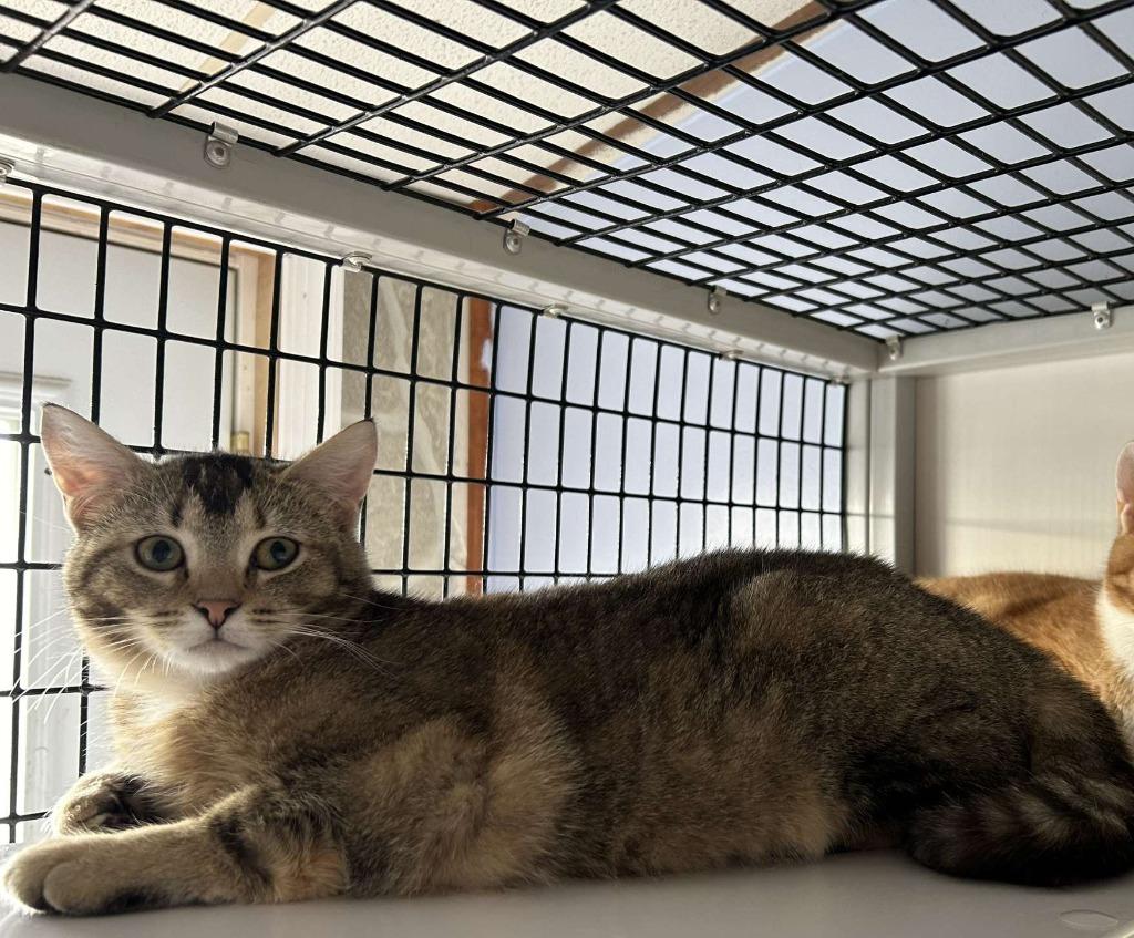 Betsy, Adoptable, Adult Female Domestic Short Hair.