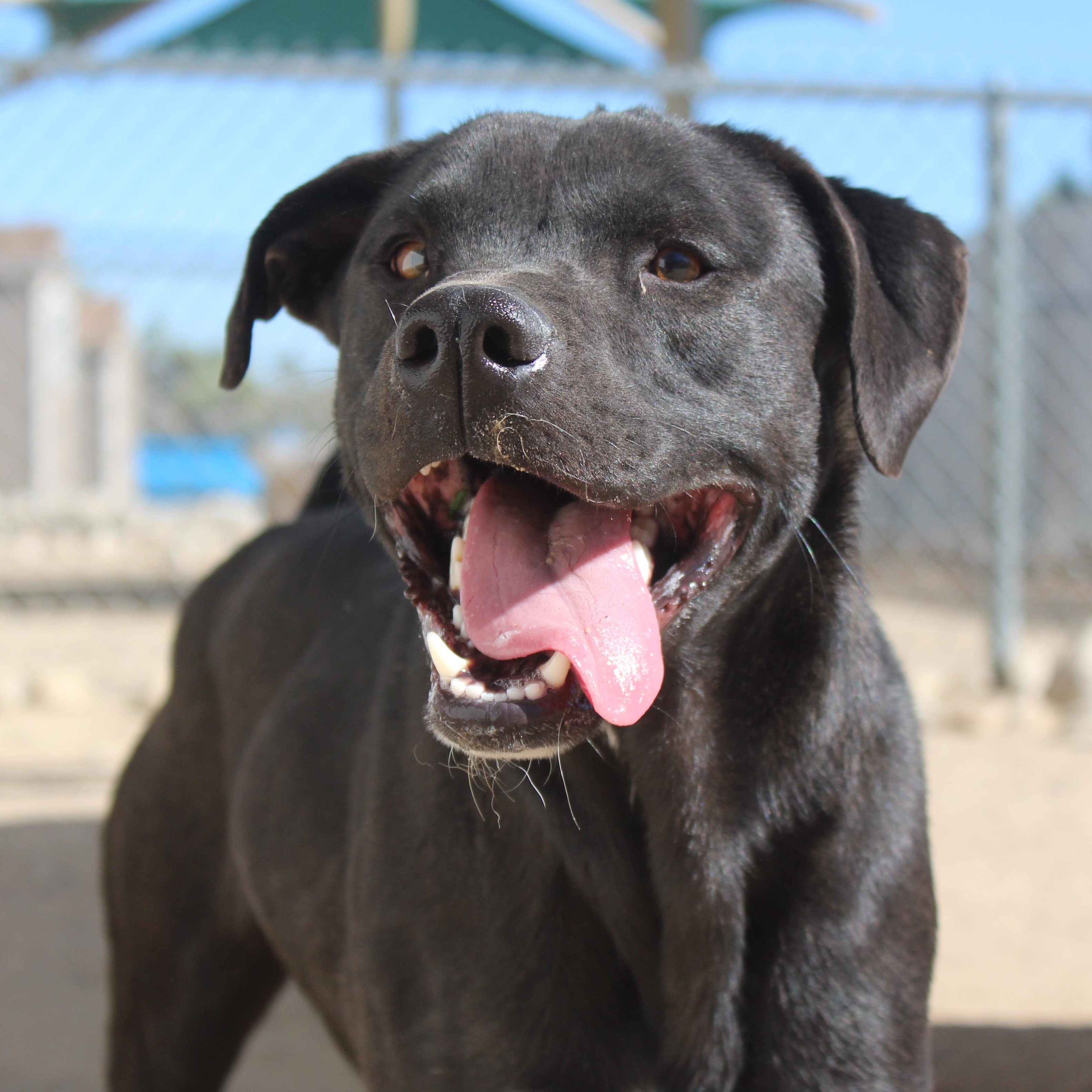 Hawk, a Adoptable Black Labrador Retriever in Yucca Valley, CA image 1/3