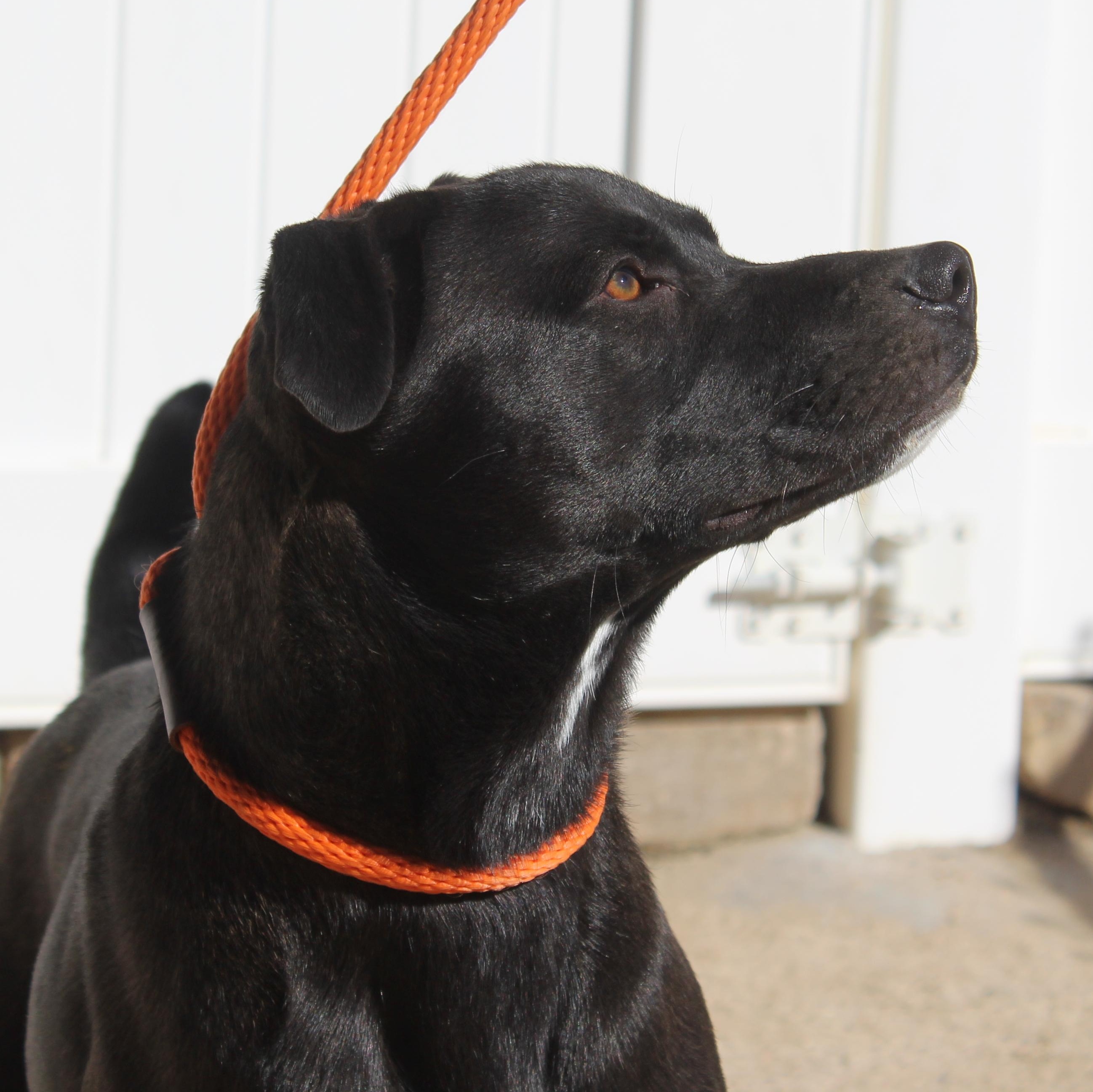 Hawk, Adoptable, Young Male Black Labrador Retriever.
