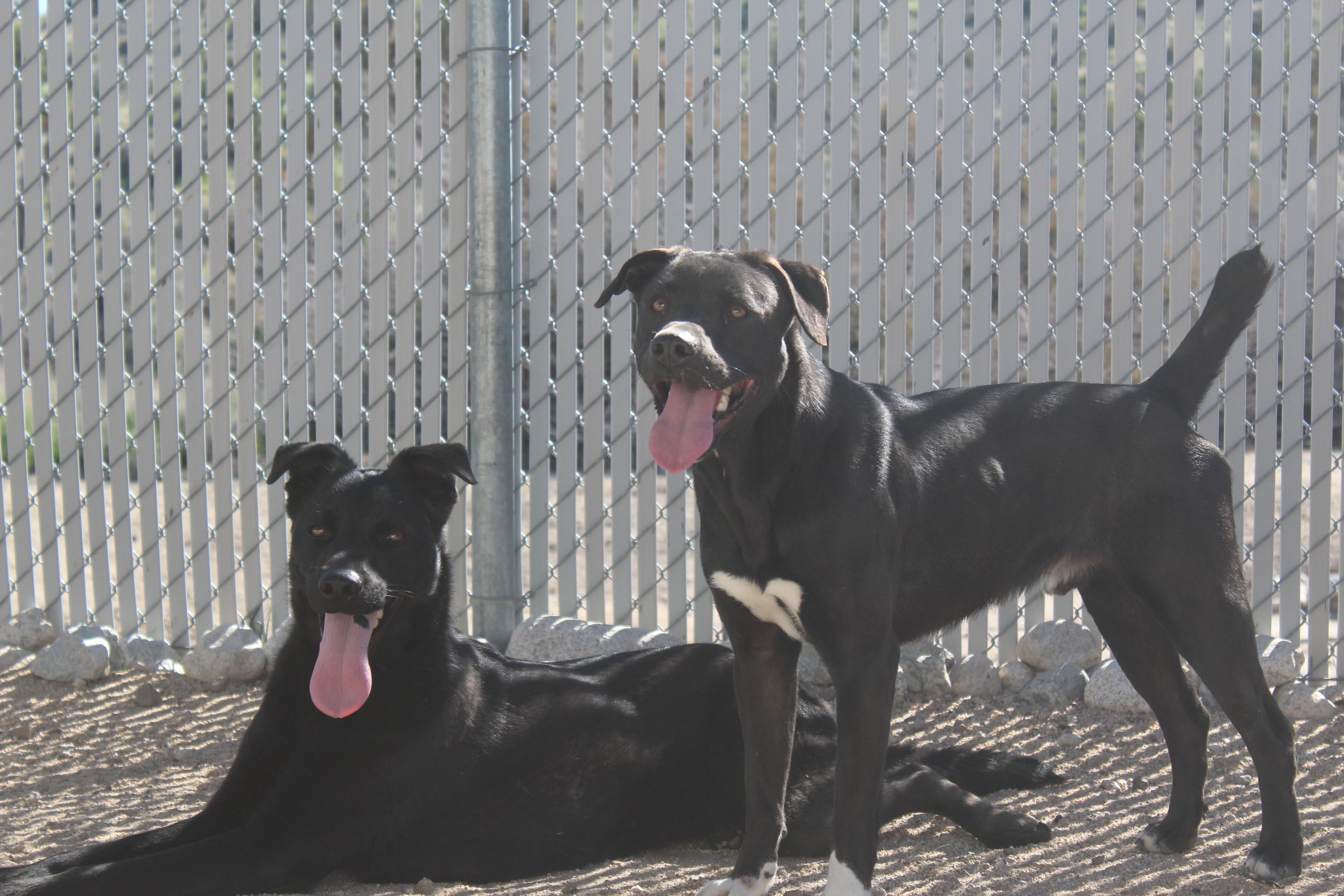 Hawk, a Adoptable Black Labrador Retriever in Yucca Valley, CA image 3/3
