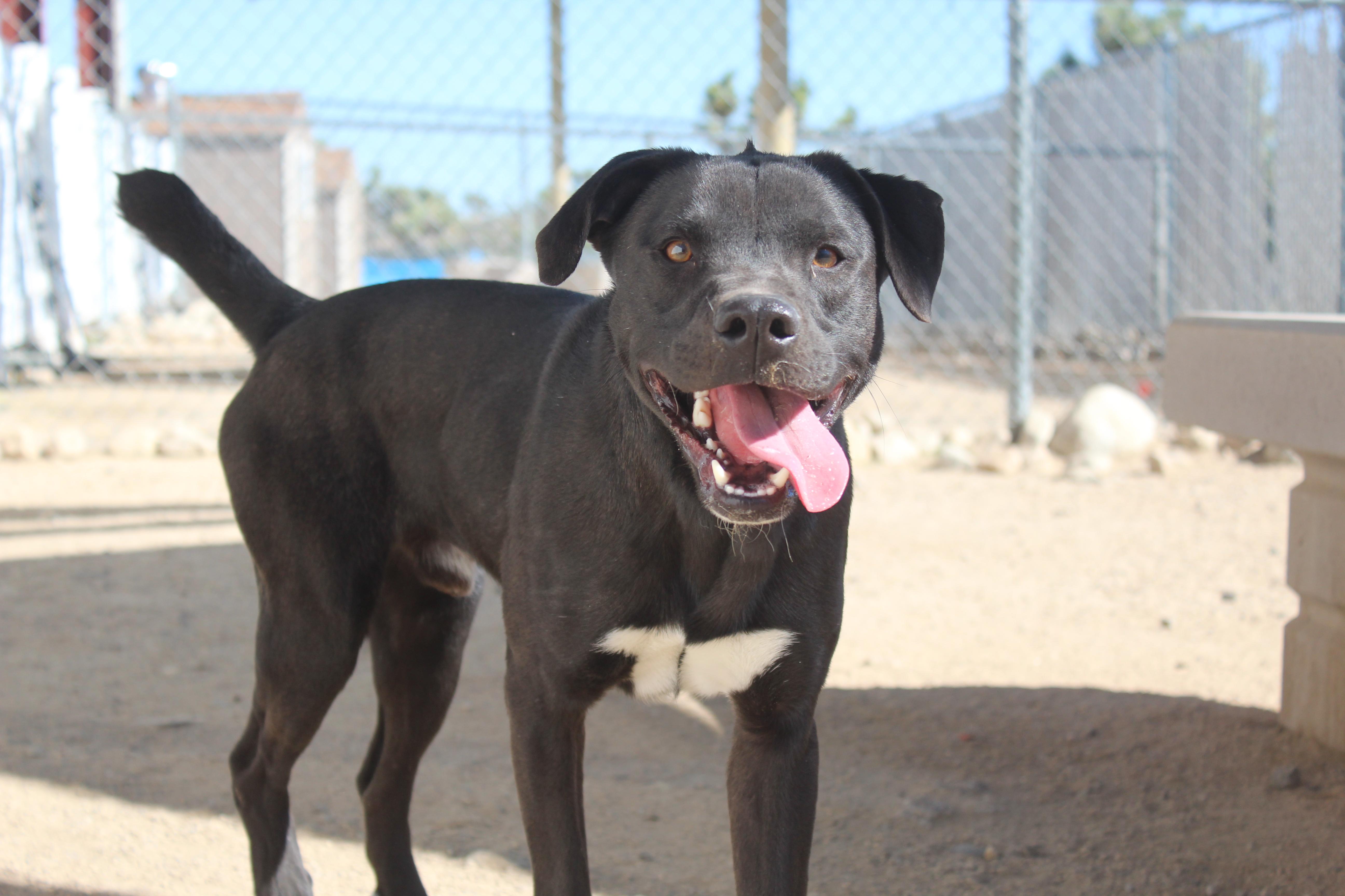 Hawk, a Adoptable Black Labrador Retriever in Yucca Valley, CA image 2/3