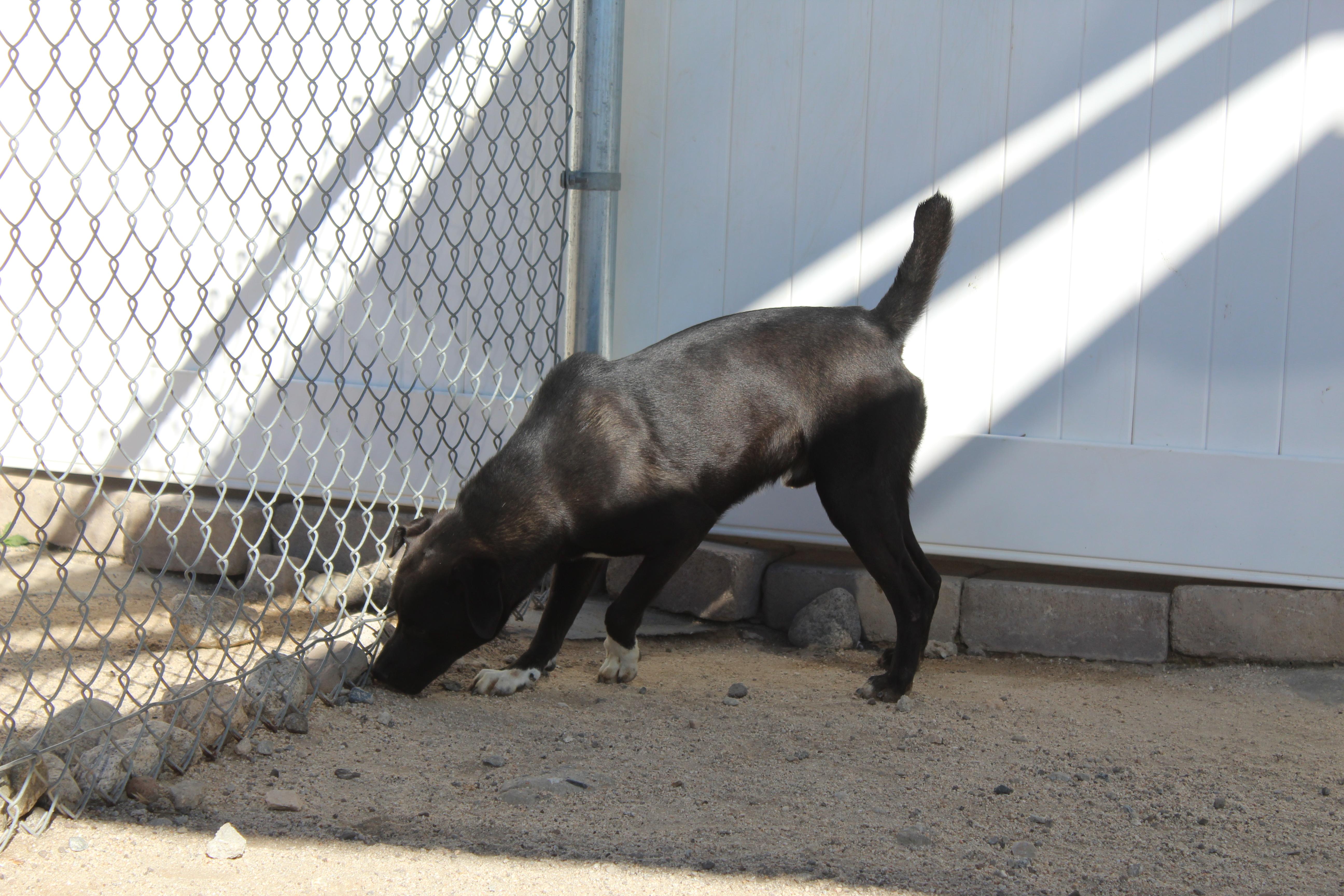Enlarge Hawk, a Adoptable Black Labrador Retriever in Yucca Valley, CA image 2/2
