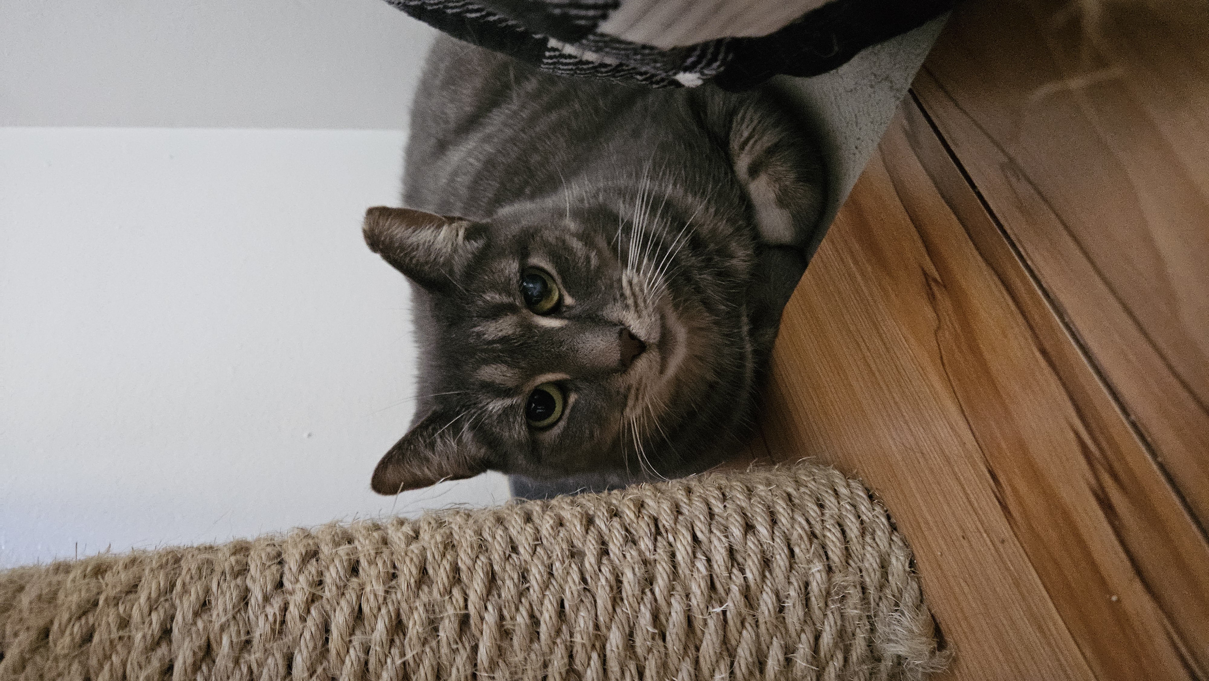 Enlarge CC, a Adoptable Domestic Short Hair in Brockport, NY image 5/5